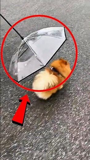 TOP 5 WEIRDEST INVENTIONS YOU WON’T BELIEVE EXIST 🤯 #shorts