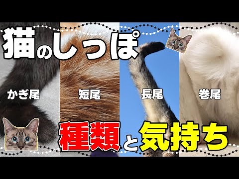 So many! Types of cat tails and how to tell your cat's feelings from their tail movements