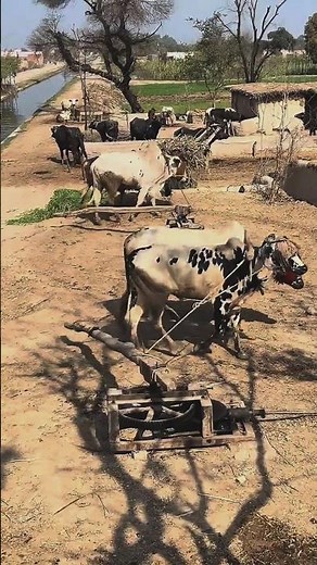 Old Chuff Cutter #shorts #short #shortsfeed #shorfeed #jcb #cowvideos #cr7 #cow #fun