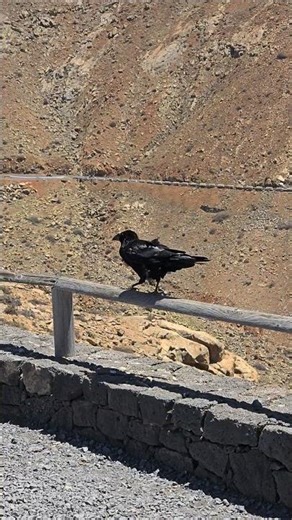 Balance Master 🐦 The Raven’s Tightrope Walk ✨️ Mirador del Risco de Las Peñas
