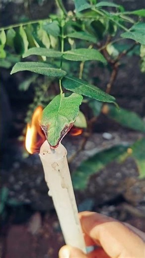 Burning soft and crunchy things with lighter||Quemando cosas suaves y crujientes con un encendedor