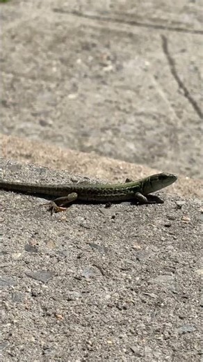 The little cave cricket that pushed Lizzie off! Hashtags:#NatureMoment #Backyard #WallLizard #Nature