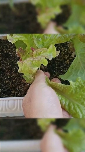 ベランダのプランターで育てたサニーレタスを収穫 #家庭菜園