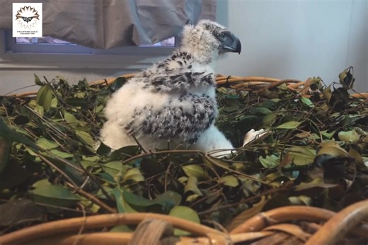 710K views · 2.2K reactions | ANG LAKI-LAKI MO NA, RILEY! 凉 The...