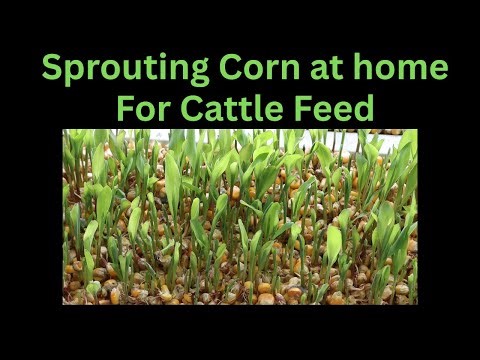 Sprouting our own Cattle Fodder at Home