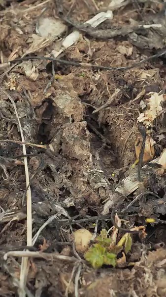 Frost seeding done the RIGHT WAY with Evolved Clover Pro! New Tips & Tactics Video is LIVE on our YouTube channel! #huntstand | #evolved | #frostseeding | HuntStand