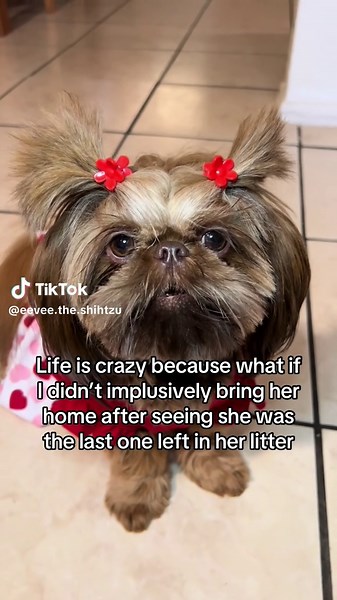 Last Shih Tzu Rescue Story: Bringing Her Home
