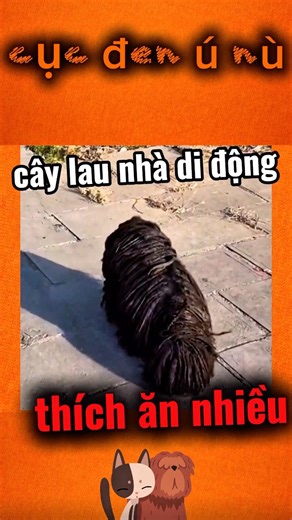 Cây lau nhà di động thích ăn nhiều #shorts #dog #cutedog #cute #cutepets #thucung #cucdenunu