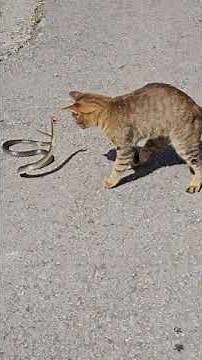 Cat vs Snake fight.