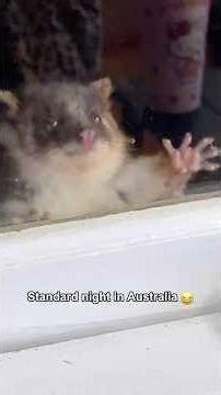 Standard night in Australia -opossum😂 #australia #possum #marsupial #fyp #viral #tiktok