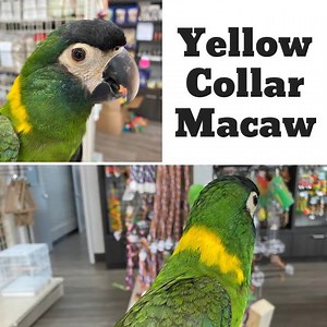 3.4K views · 238 reactions | Yellow Collar Macaws are Gorgeous!!!! #parrotstars #macaw #yellowcollarmacaw #yellowcollar #parrot #parrotlover #education #companionparrot #MadeWithRipl via ripl.com | Parrot Stars | Facebook