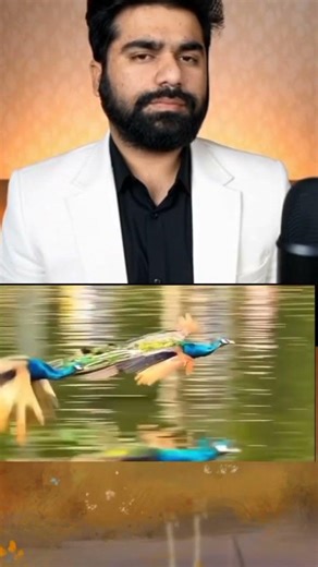Is this how a peacock flies? 🦚