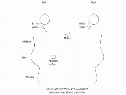 Conjugate Horizontal Eye Movements - Draw it to Know it - Neuroanatomy Tutorial