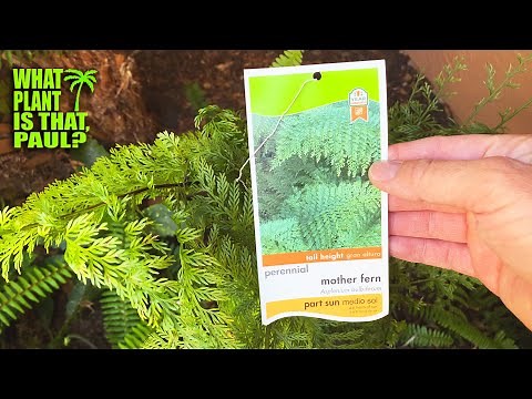 Asplenium Bulbiferum - The Hen and chicken FERN Grows Small Bulbils on Top of Their Fronds