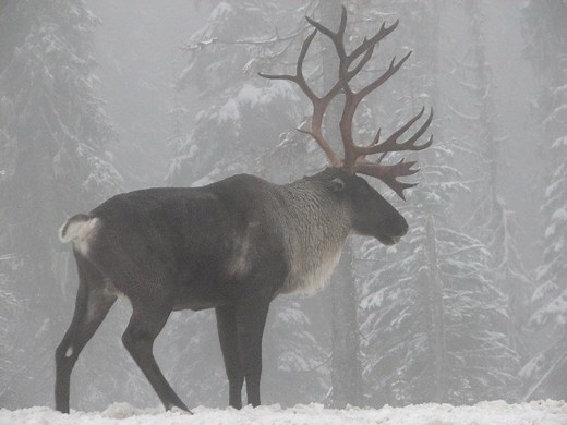 12 Places You're Most Likely to See Wild Elk in Pennsylvania This Winter