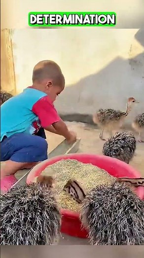Inside Ostrich Farming A Passionate Job That Requires Strength and Dedication 🐦💪