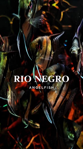 🍂 Angelfish | elegance of the Rio Negro. 🐠 Calm above, instinct below. 🐟 Pterophyllum scalare – Rio Negro 🐟 Paracheirodon axelrodi 🐟 Apistogramma sp. D37 🐟 Dicrossus filamentosus 🐟 (Corydoras) Hoplisoma kanei for more @aquagoekhan #biotopeaquariums #aquarium #angelfish #cardinaltetra APISTOGRAMMA | FISHKEEPING | BIOTOPESCAPER | BIOTOPE | AQUASCAPE #aquascape