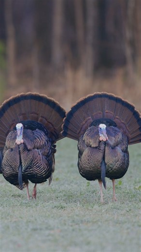 Poetry in Motion #springthunder #realtree #turkeyhunting | Spring Thunder