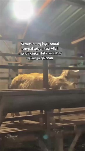 😇😇#fyppppppppppppppppppppppp #smartfarm #bakolwedosmilenial #peternakmuda #jualbelikambing