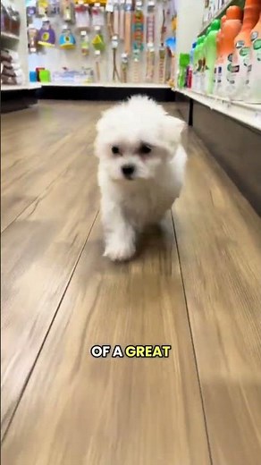 Classy, Sassy, and Bossy! ✨🤍 Meet the Maltese Puppy at Petland Tulsa 🐶