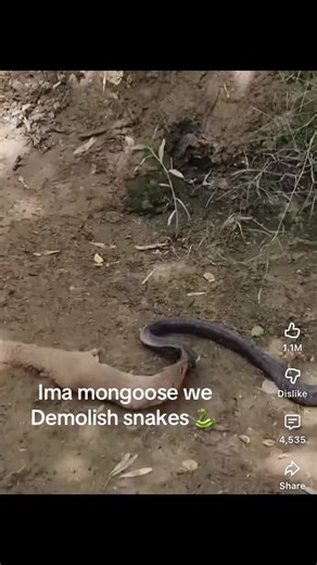 Made my own homemade rap video these rappers can’t out goose a mongoose what is a snake look like a weak link to me 🤷🏾 what is a crate of grenades round don’t be a menace way LocDog up that rocket missile in yo face ##fypシ##huntsvillealabama##rapper