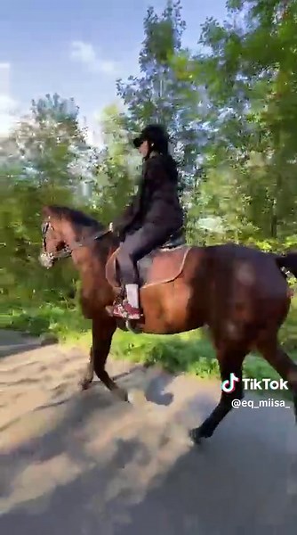 Exploring Standardbreds in Horse Racing