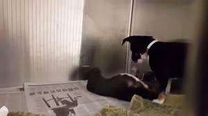 7.9K views · 397 reactions | We at the Houston SPCA recognize that not everyone gets to be surrounded by puppies at work. So to help get you through your Thursday we invite you to enjoy... #PuppyCam! It's almost as good as the real thing. By the way, these pups are all part of a litter named for astrological signs (Libra, Pisces, etc.) and they're available to adopt right now! | Houston SPCA | Facebook