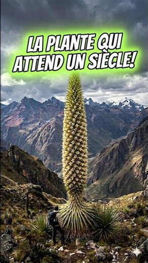 Le destin unique de cette plante! 🌱 (Puya Raimondii) #shorts