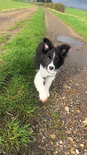 Adorable Border Collie Puppy Transformation