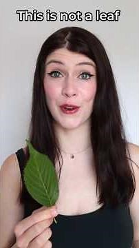 This is not a leaf #german #germanlanguage