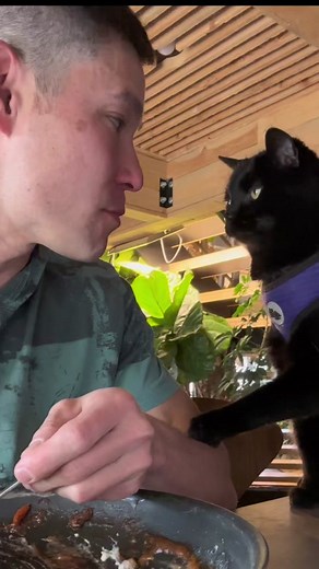 Cat Eating Broccoli with Simon Kitty | Love Hurts Dinner with Me
