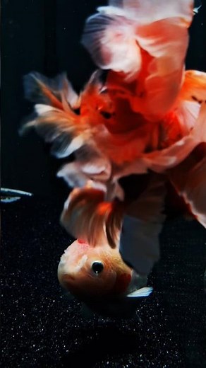 Watch My Goldfish Swim Like Royalty! 👑 Oranda, Ranchu, Ryukin