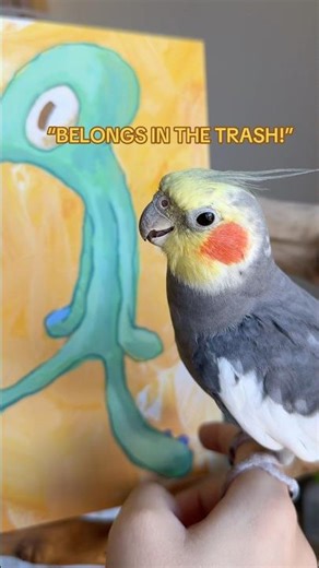 Yums indulged me with a SpongeBob themed video today #bird #cockatiel #parrot