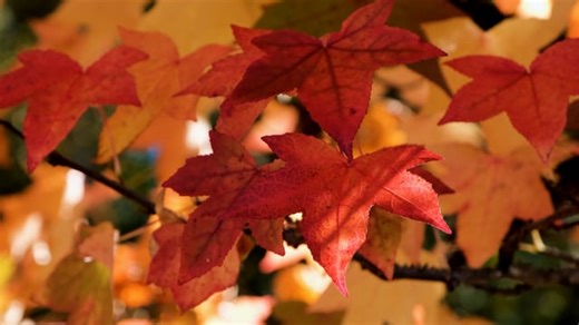 Leaf, Autumn Leaf, Red. Free Stock Video