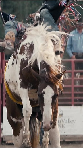 Bucking Bronco Rodeo Edits Compilation