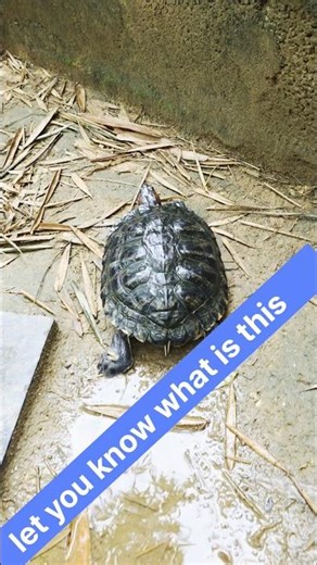 Red Slider Turtle #slider #turtles #shortsfeed #shortvideo