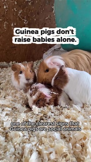 The Social Behavior of Guinea Pigs and Their Babies