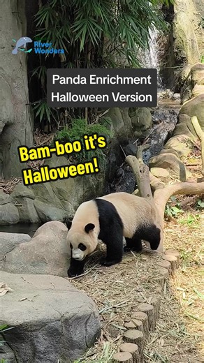 Pandas Celebrate Halloween at River Wonders