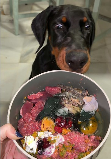 Mi dieta BARF como un Dóberman de 4 meses