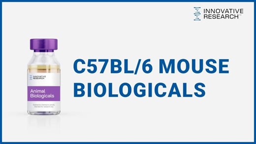 Why are C57 Mouse Biologicals so Important for In Vitro Research Applications? | Innovative Research | Innovative Research