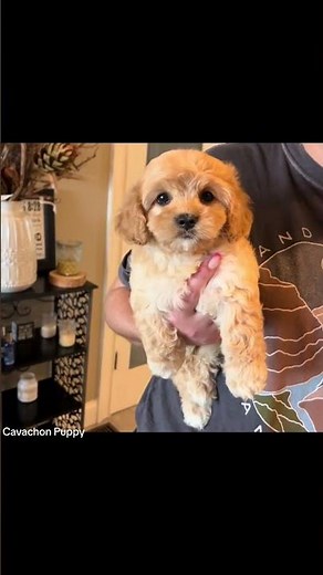 Adorable Cavachon Puppy Melts Hearts with Playful Antics #cavachon #puppy #cute