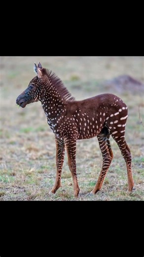 The Zebra With Polka Dots