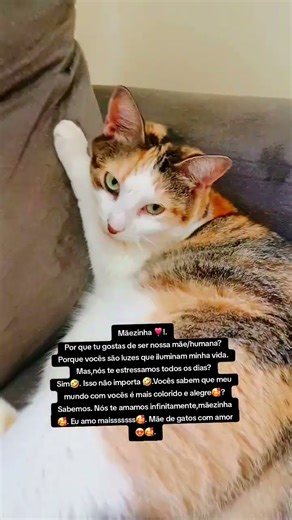 Meu mundo colorido tem pêlos de todas as cores 🥰🥰🥰