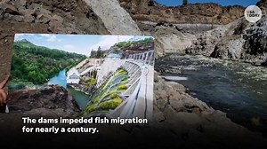 Salmon returning to river for first time in nearly a century after historic dam removals