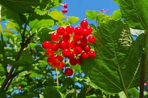 Guide To Planting And Designing A Lush Shade Garden