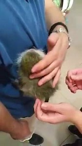 22K views · 253 reactions | What a lovely surprise we had today! A three month old baby Cyprus bred green monkey left her mother for a while and checked in for a bath. She did not want to leave the security of her owner's chest. Finally, the professionalism and experience of our groomer gained her trust! Enjoy the video... | Pet Show Store | Facebook