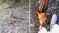 The mother of this fawn was killed by a coyote, and a new doe has adopted it. However, she isn’t producing milk, so this baby gets bottle fed ❤ | Rumble