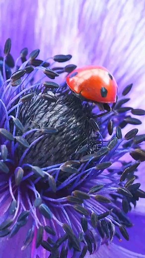 12K views · 281 reactions | What was your favourite bug or insect...