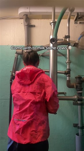 Experience Daily Dairy Farming: Milking Cows Guide