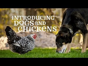 Introducing Dogs and Chickens